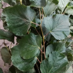 Småbladet Lind 100-125 cm. - Bundt med 10 stk. barrodsplanter - Tilia cordata