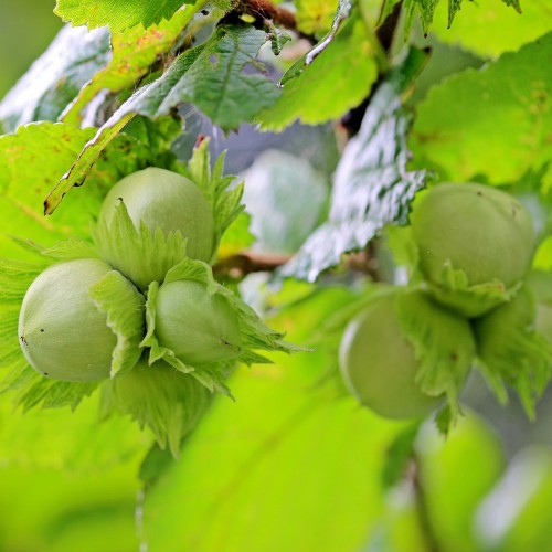 Storfrugtet hassel Zellernød - Corylus avellana Zellernød