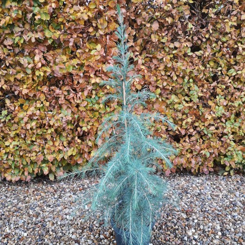 Himalaya Ceder 50-80 cm. - Cedrus deodara