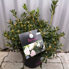 Dværg Rhododendron Bloombux Pink - Rhododendron micranthum Bloombux Pink