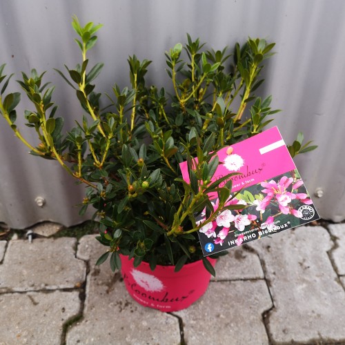 Dværg Rhododendron Bloombux Magenta - Rhododendron micranthum Bloombux Magenta