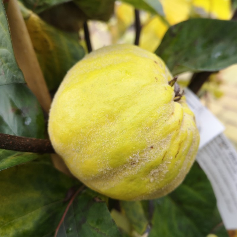 Æblekvæde - Cydonia oblonga Ronda