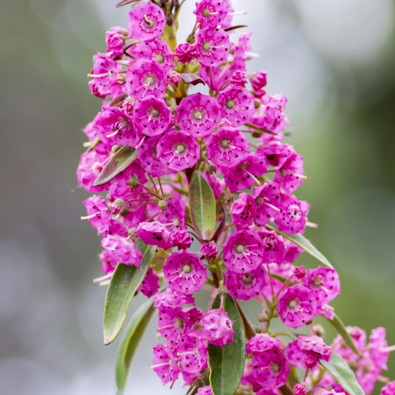 Kalmia angustifolia Rubra 25-50 cm.