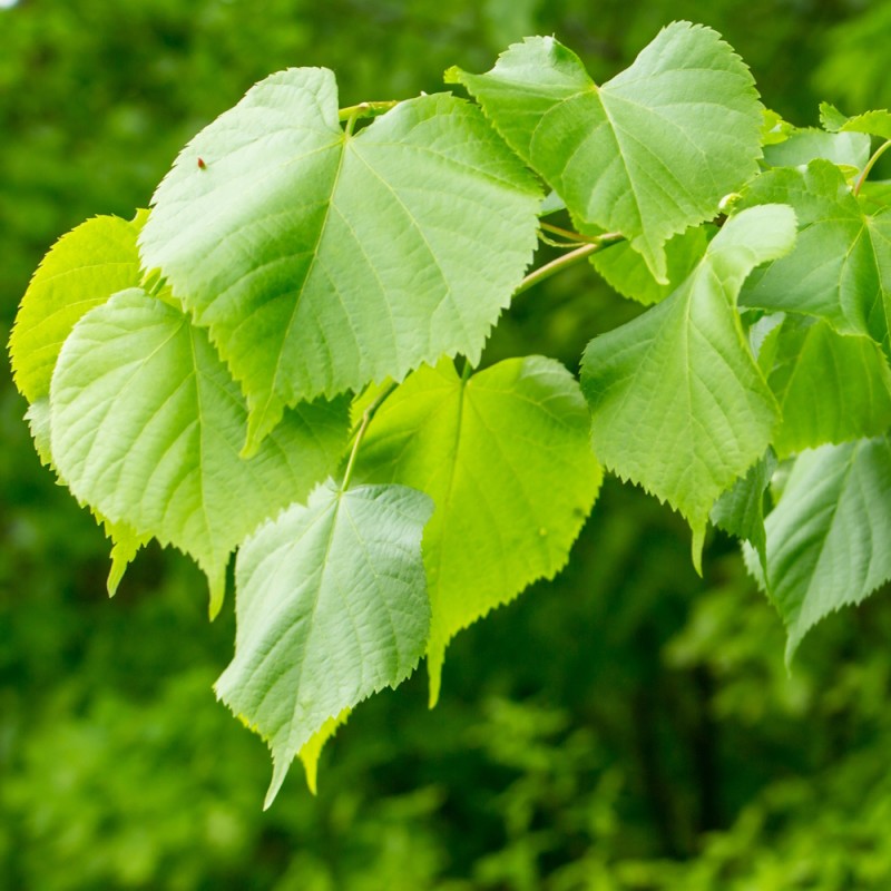 Småbladet Lind 60-100 cm. - Bundt med 10 stk. barrodsplanter - Tilia cordata