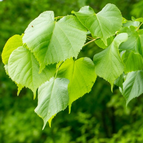 Småbladet Lind 100-125 cm. - Bundt med 10 stk. barrodsplanter - Tilia cordata