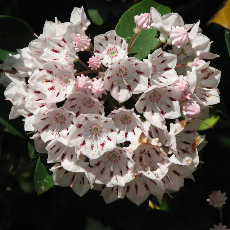 Kalmia latifolia Peppermint