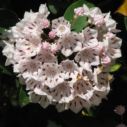Kalmia latifolia Peppermint