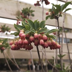 Enkianthus campanulatus - Pagodebusk
