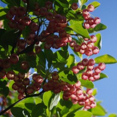 Enkianthus campanulatus - Pagodebusk