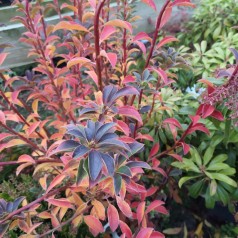 Enkianthus campanulatus - Pagodebusk
