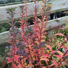 Enkianthus campanulatus - Pagodebusk