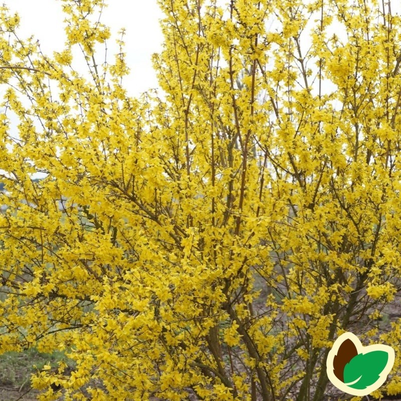 Forsythia intermedia Weekend - Forsytia - Vårguld