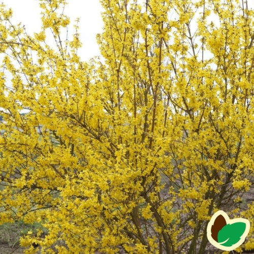 Forsythia intermedia Weekend - Forsytia - Vårguld
