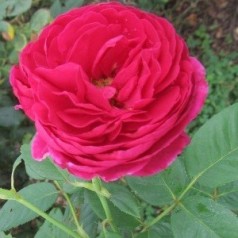 Rose Ascot / Storblomstret Rose