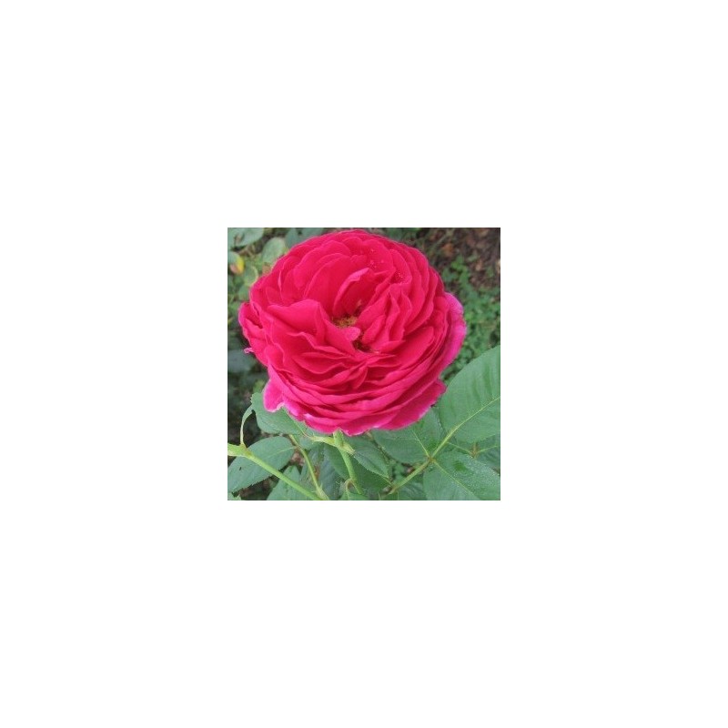 Rose Ascot / Storblomstret Rose