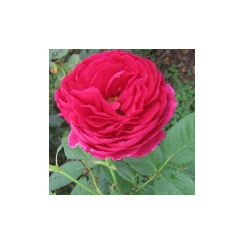 Rose Ascot / Storblomstret Rose