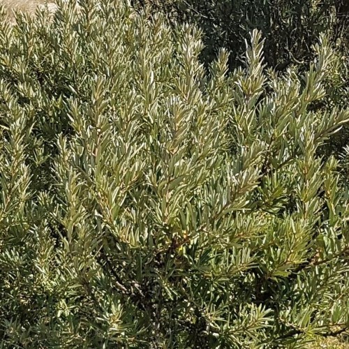 Havtorn Romeo 40-50 cm. - Hanplante - Bundt Med 25 Stk. Barrodsplanter - Hippophae rhamnoides Romeo