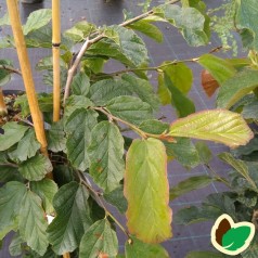 Parrotia persica - Papegøjebusk