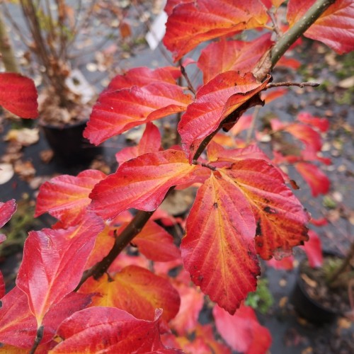 Parrotia persica - Papegøjebusk