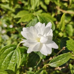 Philadelphus lemoinei Frosty Morn - Uægte Jasmin