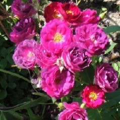 Rose Blackberry Nip - Storblomstret Rose