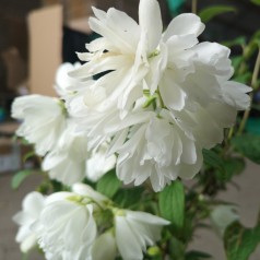 Uægte Jasmin Snowbelle 30-40 cm. - Bundt Med 10 Stk. Barrodsplanter - Philadelphus virginalis Snowbelle