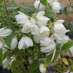 Uægte Jasmin Snowbelle 30-40 cm. - Bundt Med 10 Stk. Barrodsplanter - Philadelphus virginalis Snowbelle