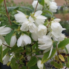 Uægte Jasmin Snowbelle 30-40 cm. - Bundt Med 25 Stk. Barrodsplanter - Philadelphus virginalis Snowbelle