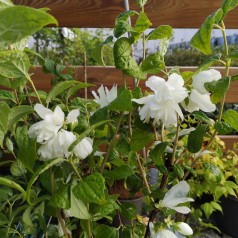 Uægte Jasmin Snowbelle 30-40 cm. - Bundt Med 10 Stk. Barrodsplanter - Philadelphus virginalis Snowbelle