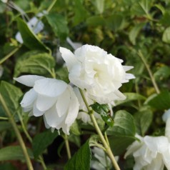 Uægte Jasmin Snowbelle 30-40 cm. - Bundt Med 10 Stk. Barrodsplanter - Philadelphus virginalis Snowbelle