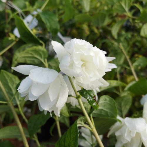 Uægte Jasmin Snowbelle 30-40 cm. - Bundt Med 25 Stk. Barrodsplanter - Philadelphus virginalis Snowbelle