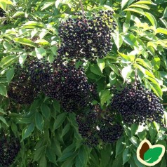 Storfrugtet Hyld Korsør 40-60 Cm. - Bundt Med 10 Stk. Barrodsplanter - Sambucus nigra Korsør