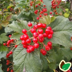 Viburnum opulus Compactum - Almindelig Dværgkalkved
