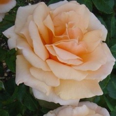 Rose Clodagh Mc Gredy / Storblomstret Rose