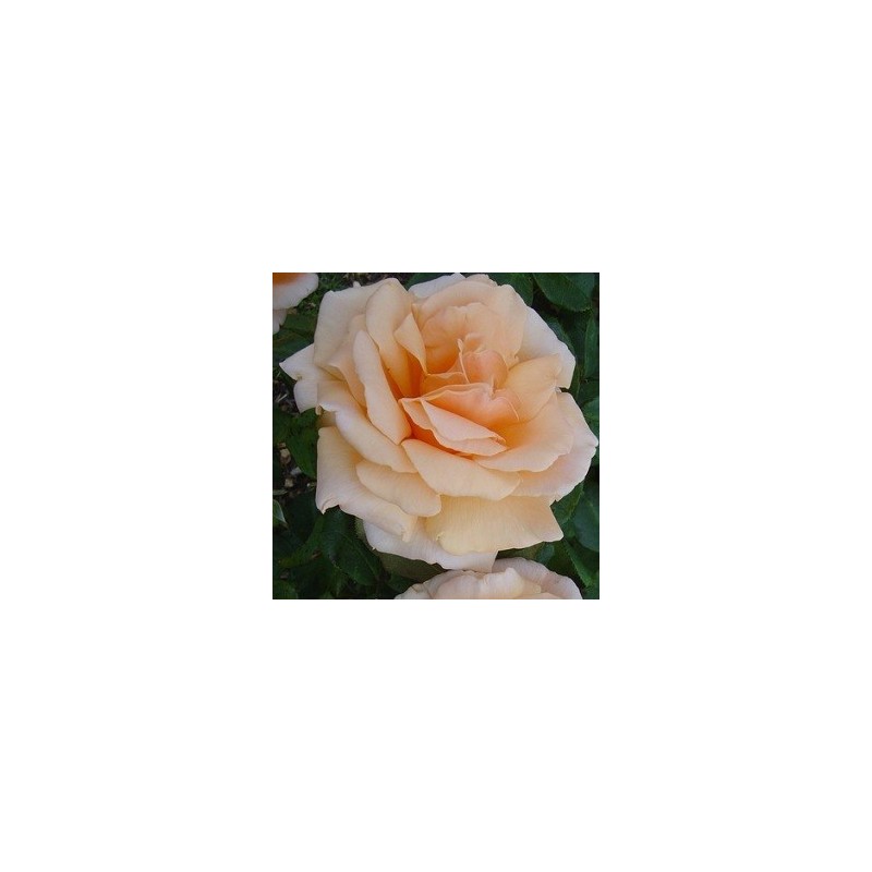 Rose Clodagh Mc Gredy / Storblomstret Rose