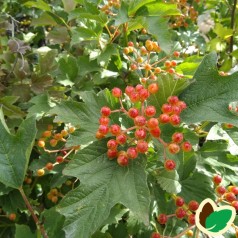 Viburnum opulus Compactum - Almindelig Dværgkalkved