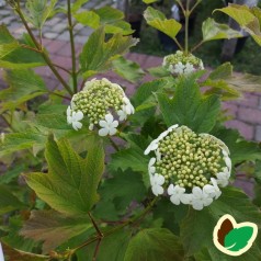 Viburnum opulus Compactum