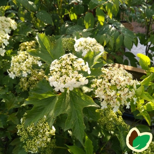 Viburnum opulus Compactum - Almindelig Dværgkalkved