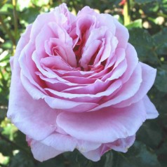 Rose Aloha / Slyngrose