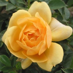 Rose Amber Cover - Bunddække roser Towne & Country