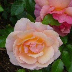 Rose Aprikola / Buketrose