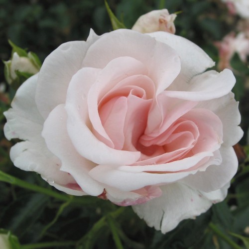 Rose Aspirin Rose - Buketrose