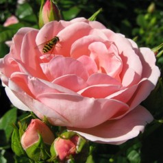 Rose Astrid Lindgren - Buketrose