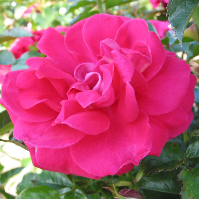 Rose Avila Palace - Palace Rose / Barrods