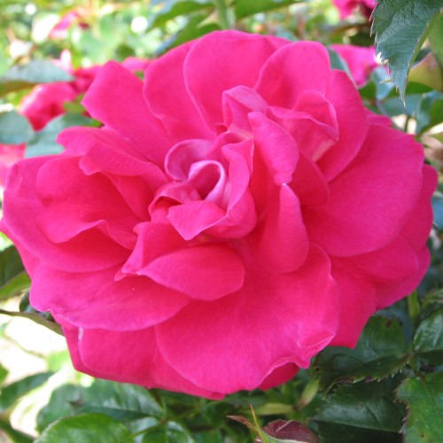 Rose Avila Palace - Palace Rose / Barrods