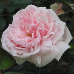 Rose Awakening / Slyngrose