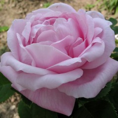 Rose Baroness Rothschild /...