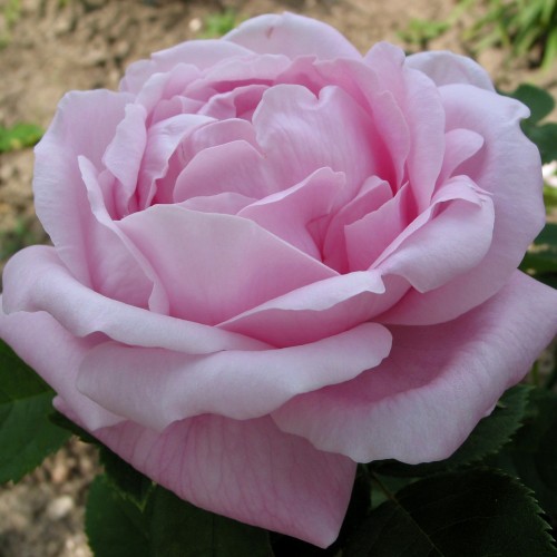 Rose Baroness Rothschild / Buskrose