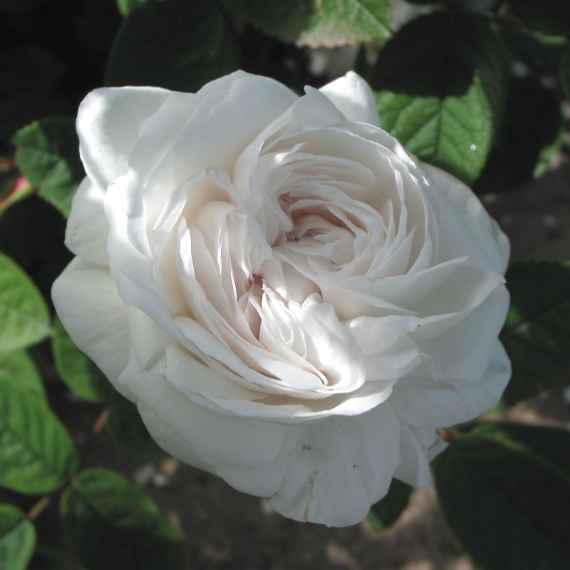 Rose Blanche Moreau - Parkrose