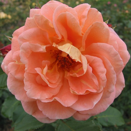 Rose Bonita Renaissance - Renaissance Rose / Barrods